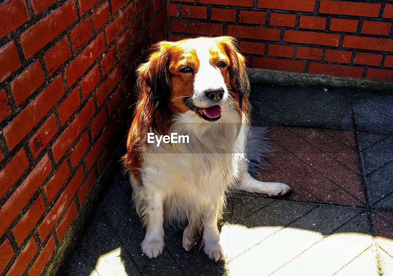 PORTRAIT OF DOG SITTING AGAINST BRICK WALL