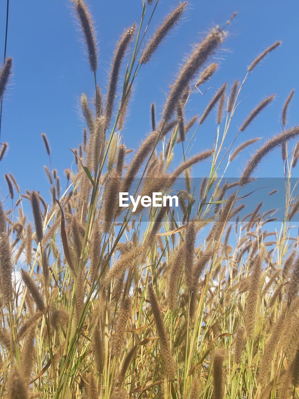 Close-up of stalks in field against clear sky