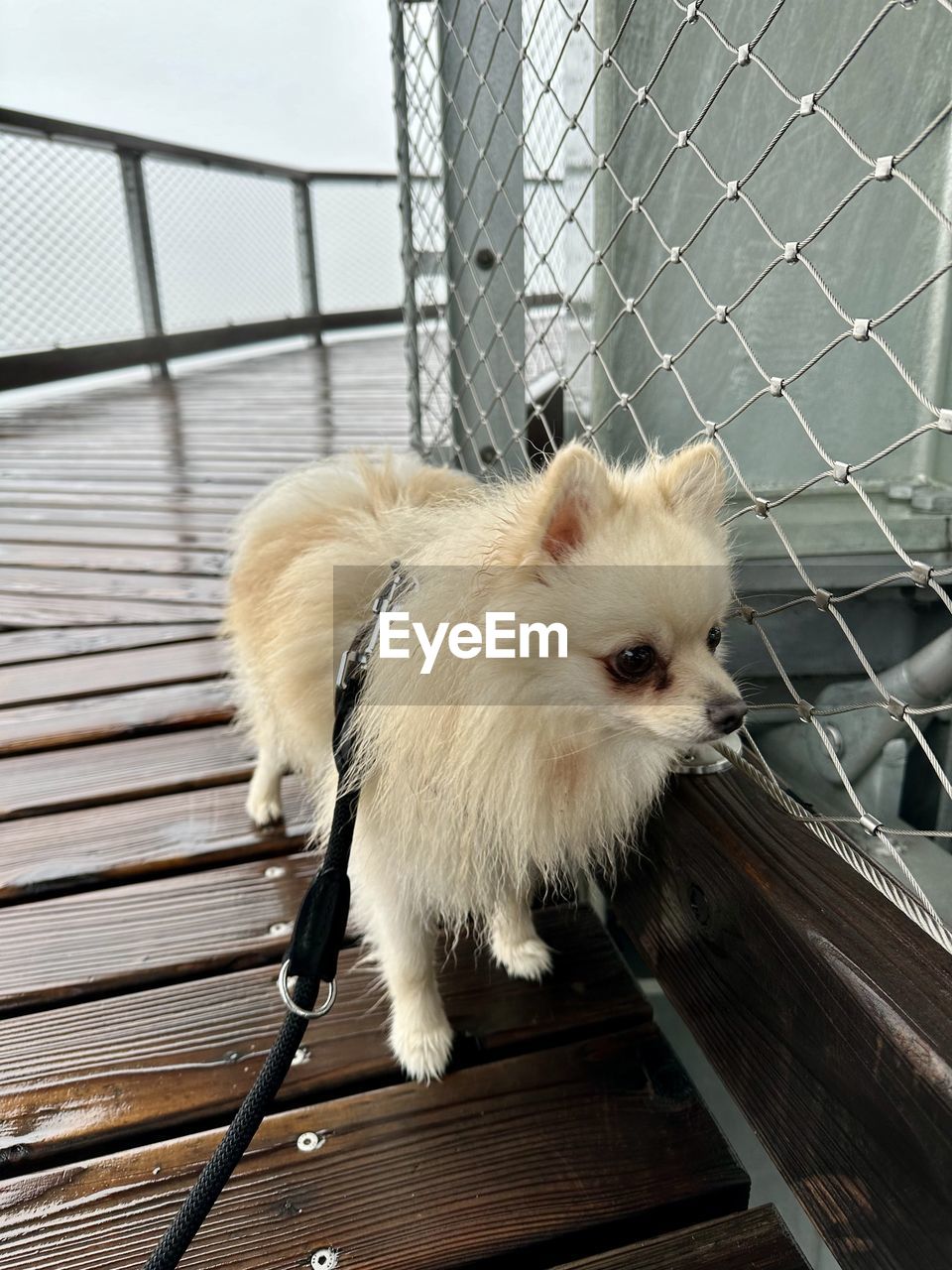 animal, animal themes, mammal, one animal, pet, domestic animals, cage, no people, dog, canine, white, cute, cat, looking, indoors, animal shelter, whiskers, animals in captivity, animal hair