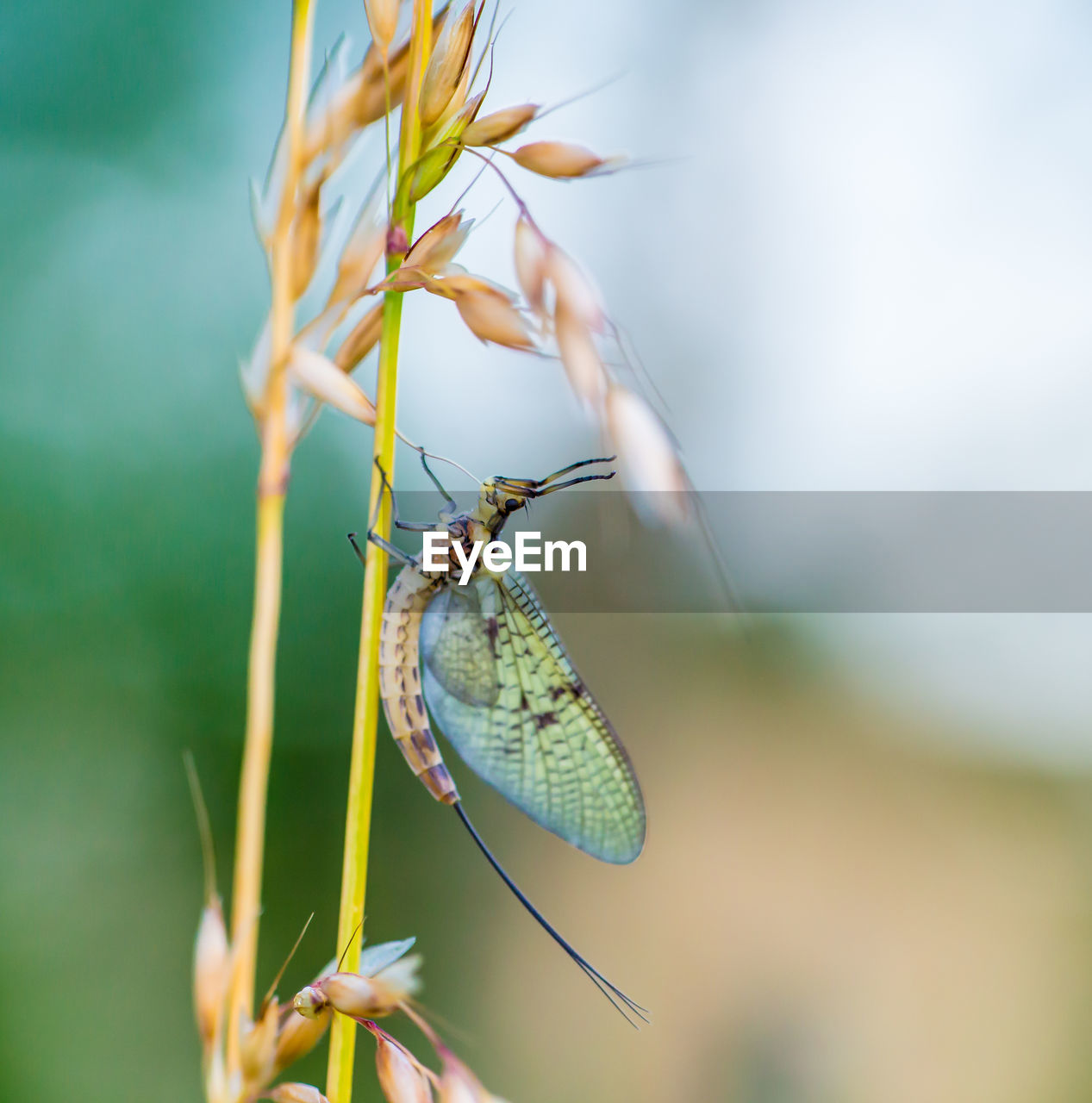 Macro shot of a mayfly