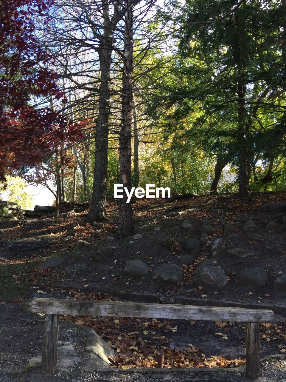 TREES GROWING IN FOREST