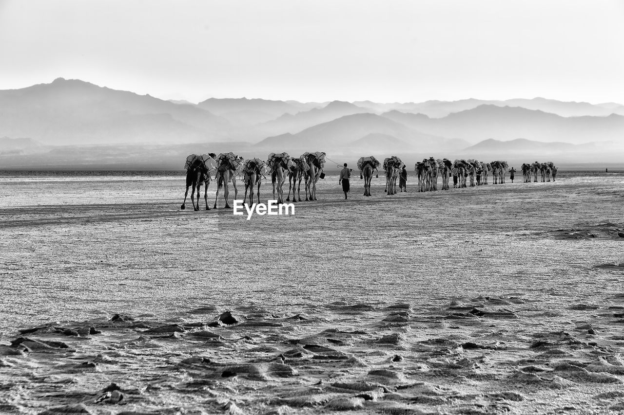 Camels walking in desert against sky