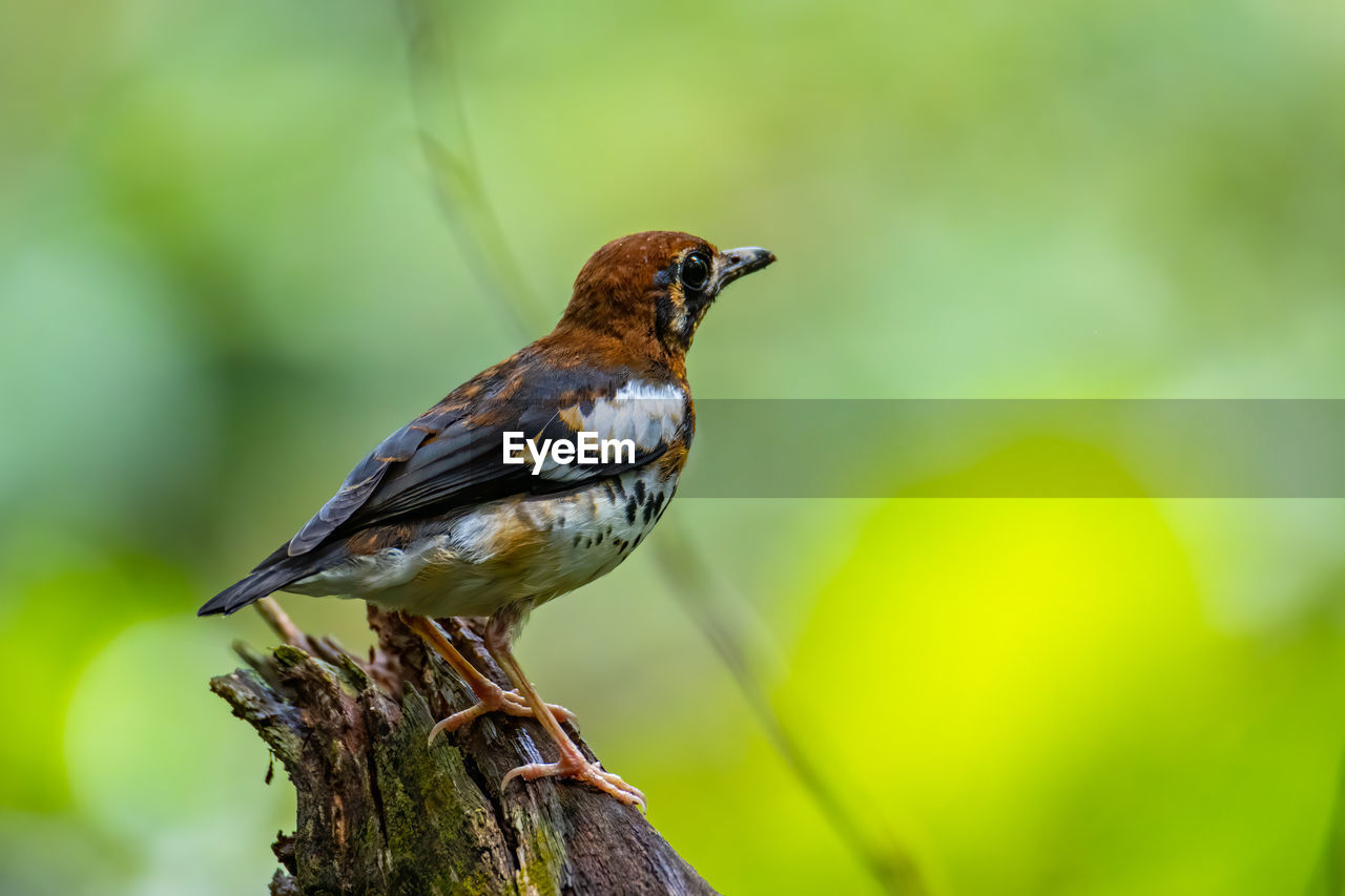 CLOSE-UP OF A BIRD PERCHING ON A TREE