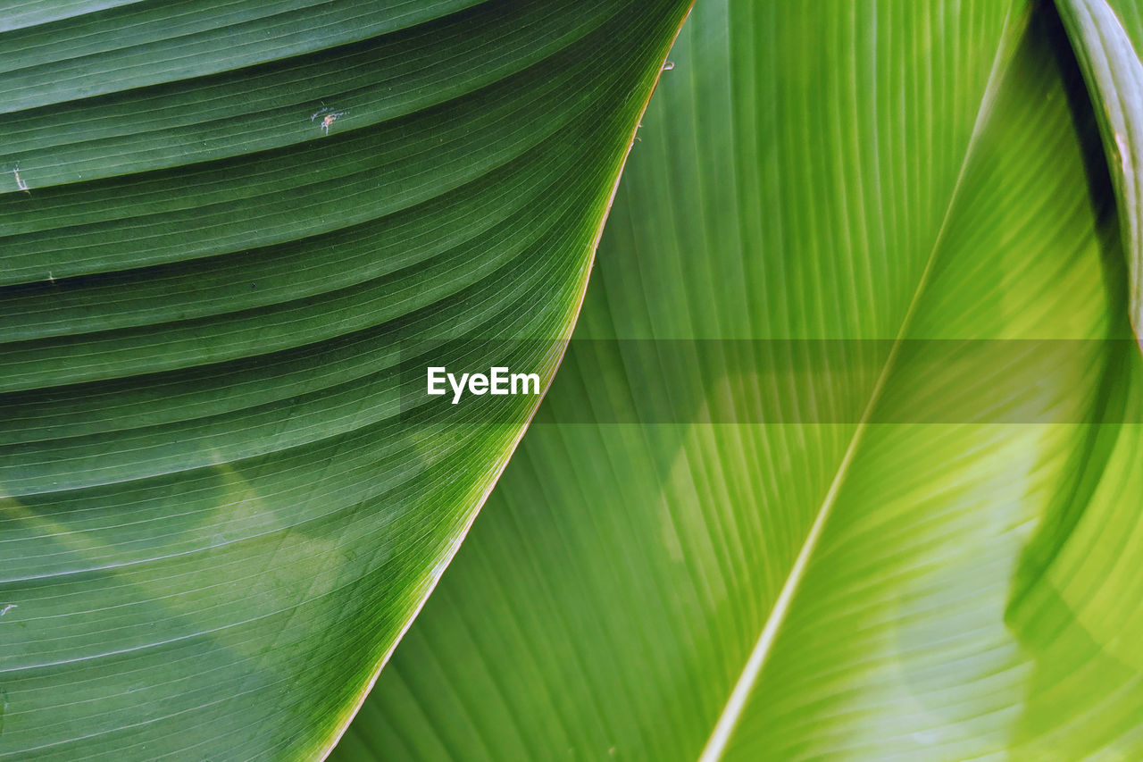 Full frame shot of banana leaves