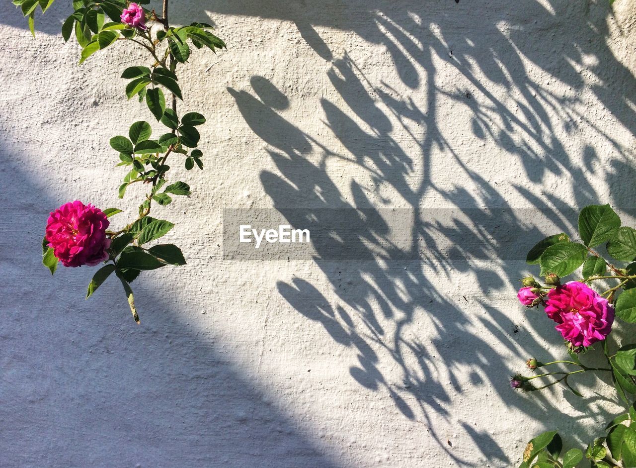 Shadow of plants on wall