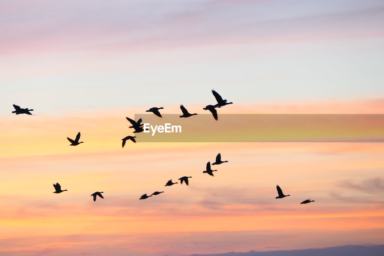 Birds flying against sky during sunset