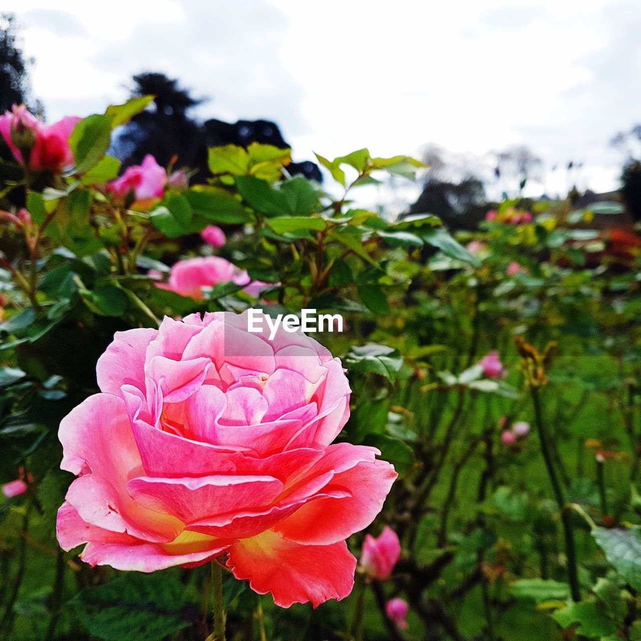 CLOSE-UP OF PINK ROSES BLOOMING OUTDOORS