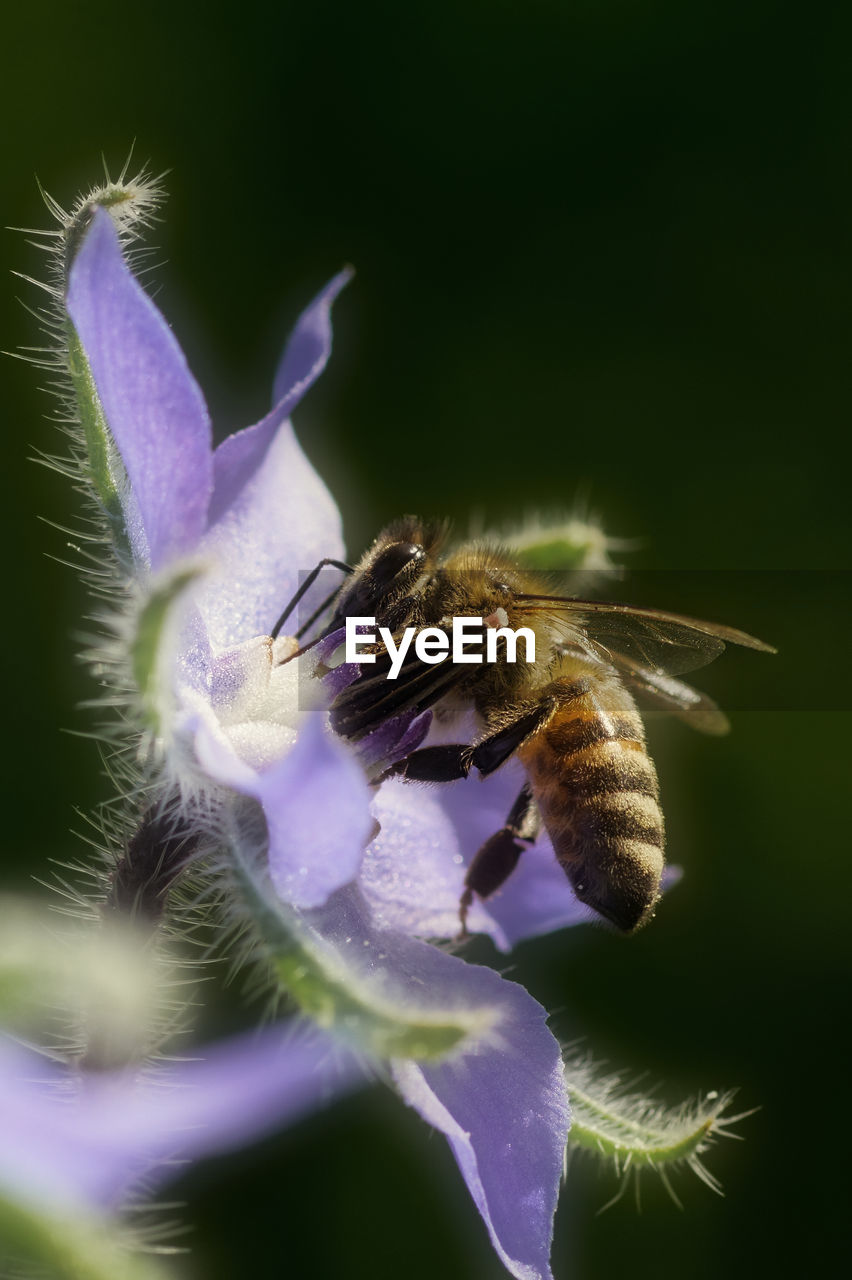 CLOSE-UP OF HONEY BEE POLLINATING ON PURPLE FLOWER