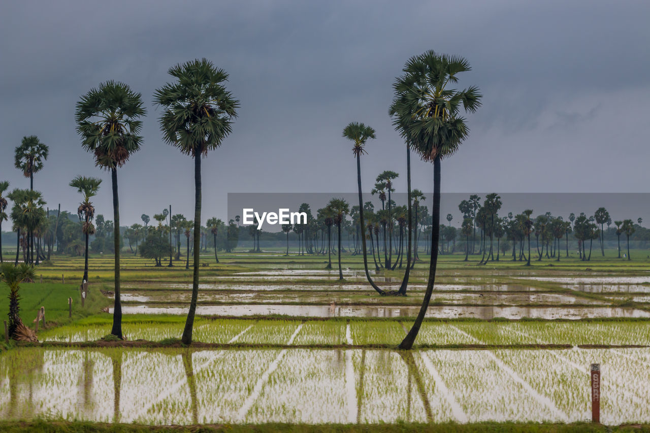 Palm trees against sky