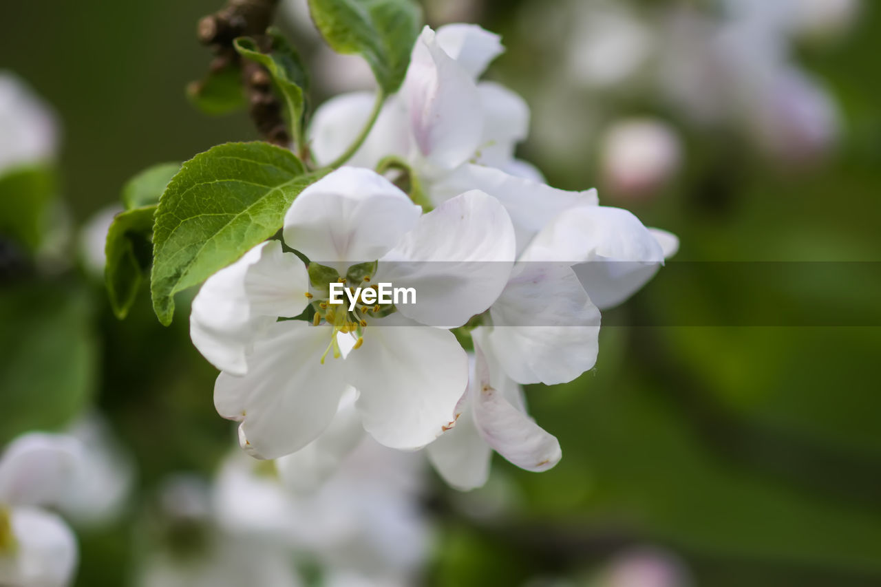 plant, flower, flowering plant, freshness, beauty in nature, fragility, blossom, growth, petal, close-up, flower head, springtime, white, inflorescence, nature, macro photography, tree, branch, focus on foreground, no people, outdoors, botany, produce, fruit tree, day, pollen, selective focus, wildflower, apple blossom, plant part, twig, green, apple tree, leaf