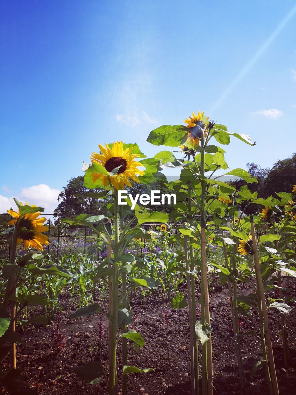 CLOSE-UP OF SUNFLOWER ON FIELD AGAINST SKY