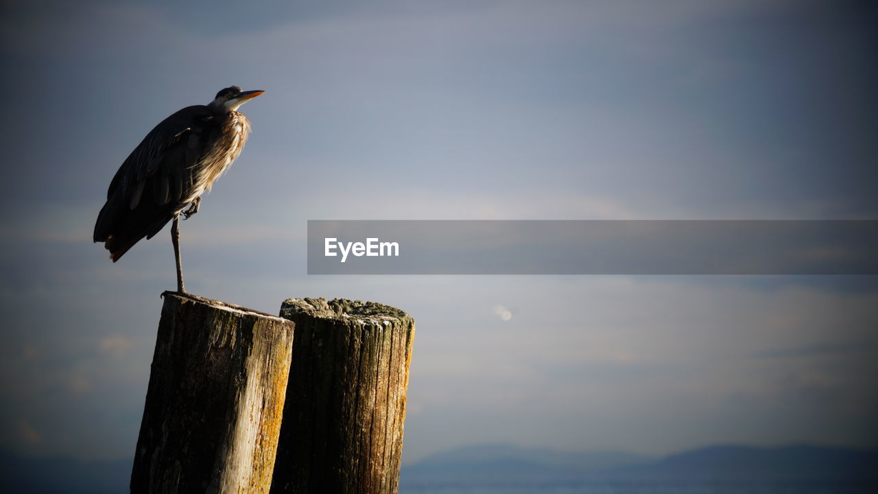 Heron bird perching on wooden post