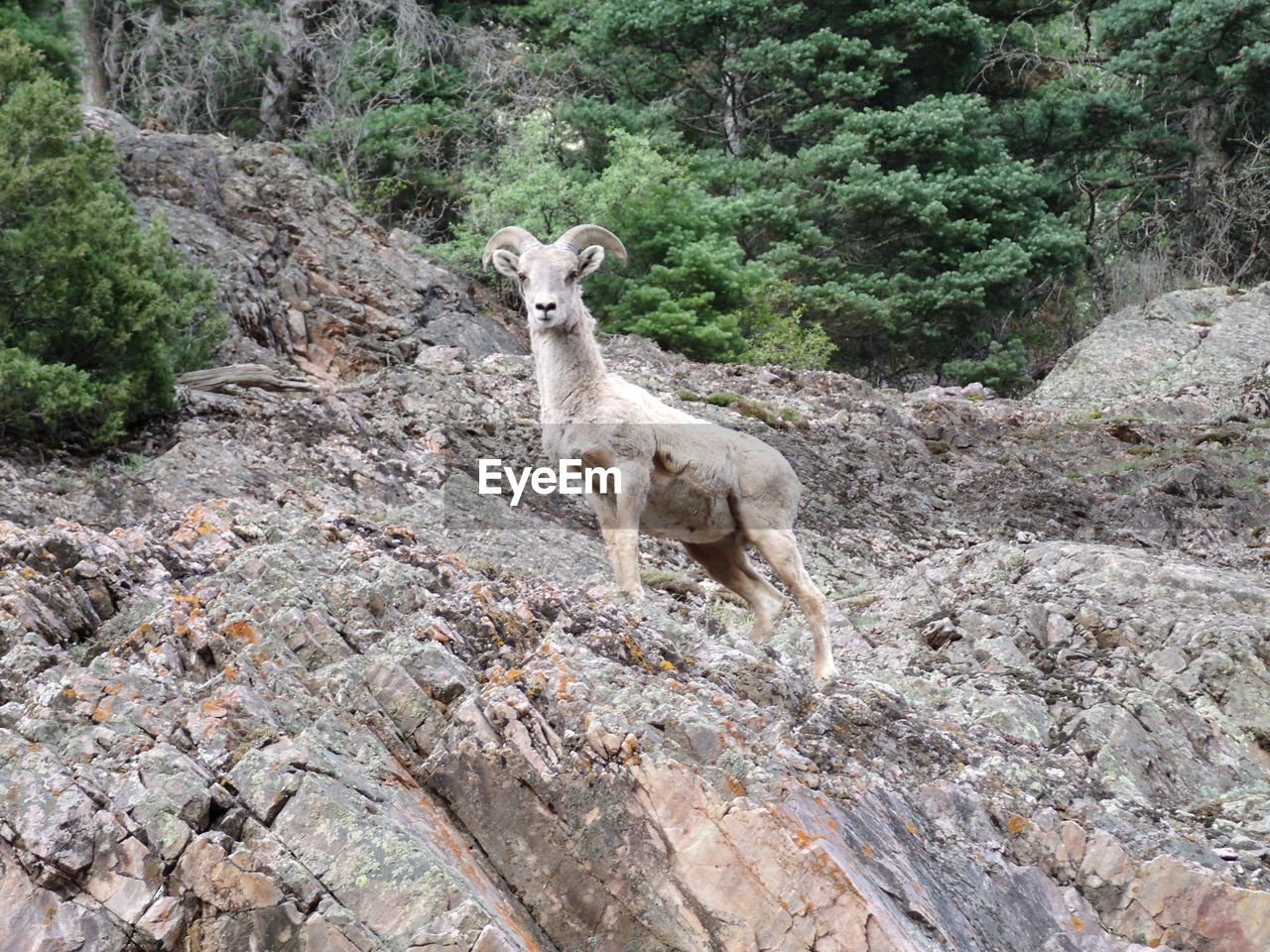 GIRAFFE STANDING ON ROCK