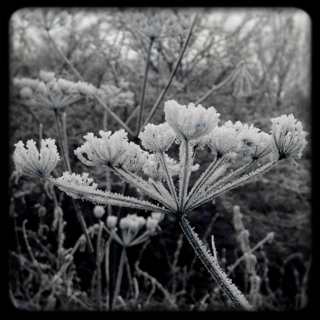 CLOSE-UP OF WHITE FLOWERS AGAINST BLURRED BACKGROUND