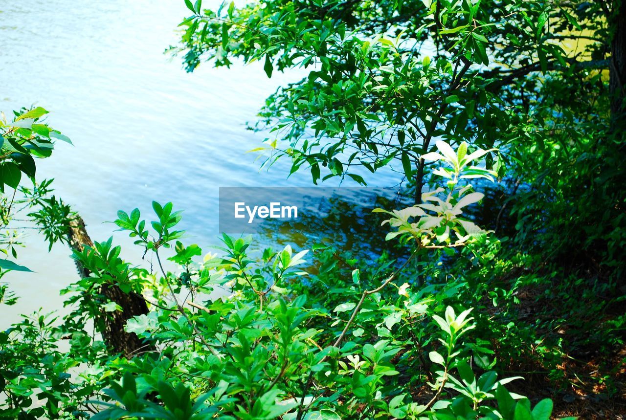 HIGH ANGLE VIEW OF PLANTS AGAINST LAKE