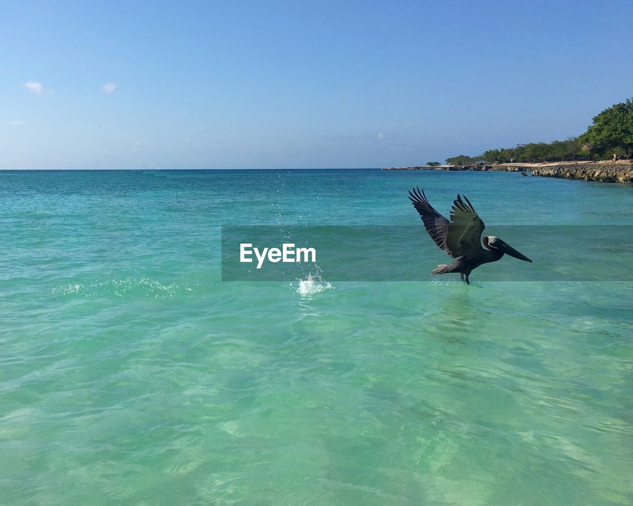 Side view of a bird flying over calm blue water