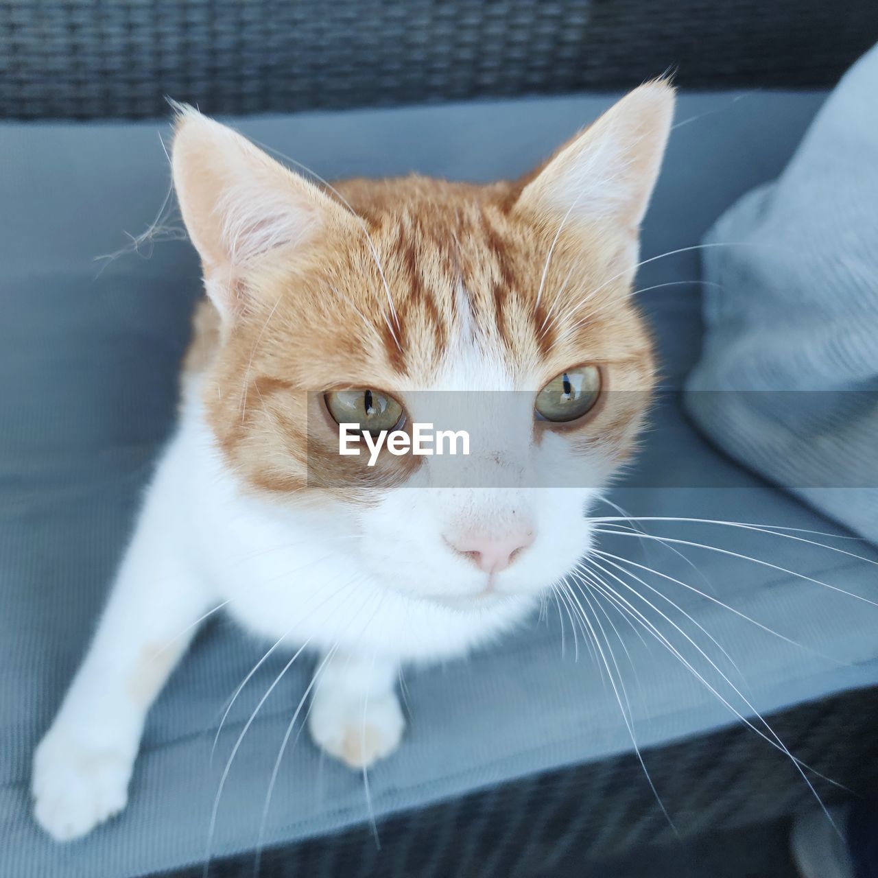 CLOSE-UP PORTRAIT OF CAT ON BED