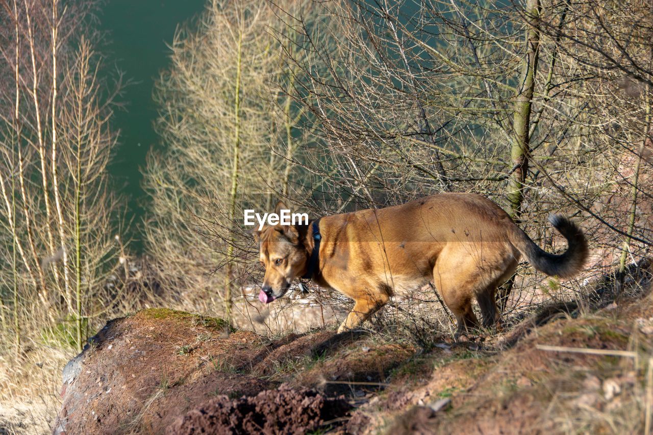 DOG STANDING IN FIELD