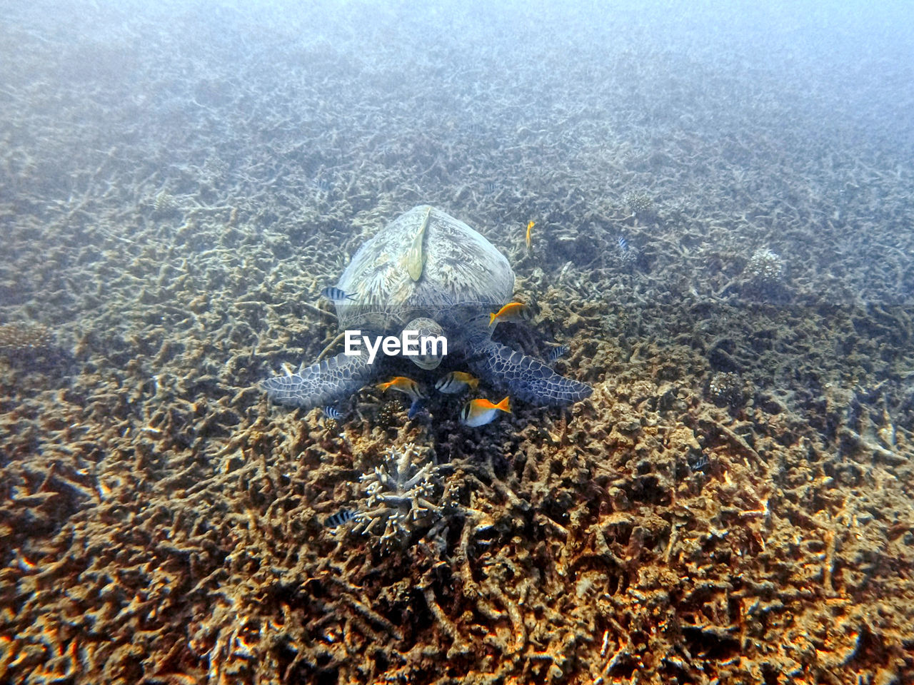 VIEW OF FISH UNDERWATER