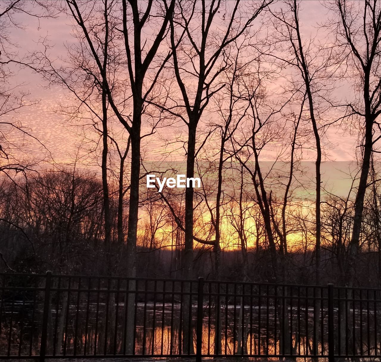 SILHOUETTE BARE TREES AGAINST SKY