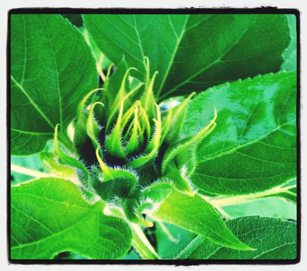 CLOSE-UP OF LEAVES