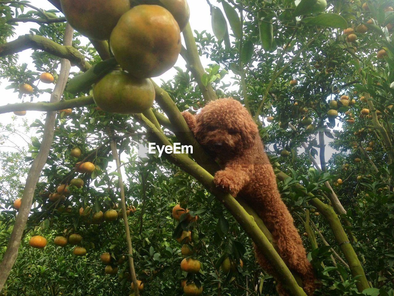 LOW ANGLE VIEW OF FRUIT ON TREE