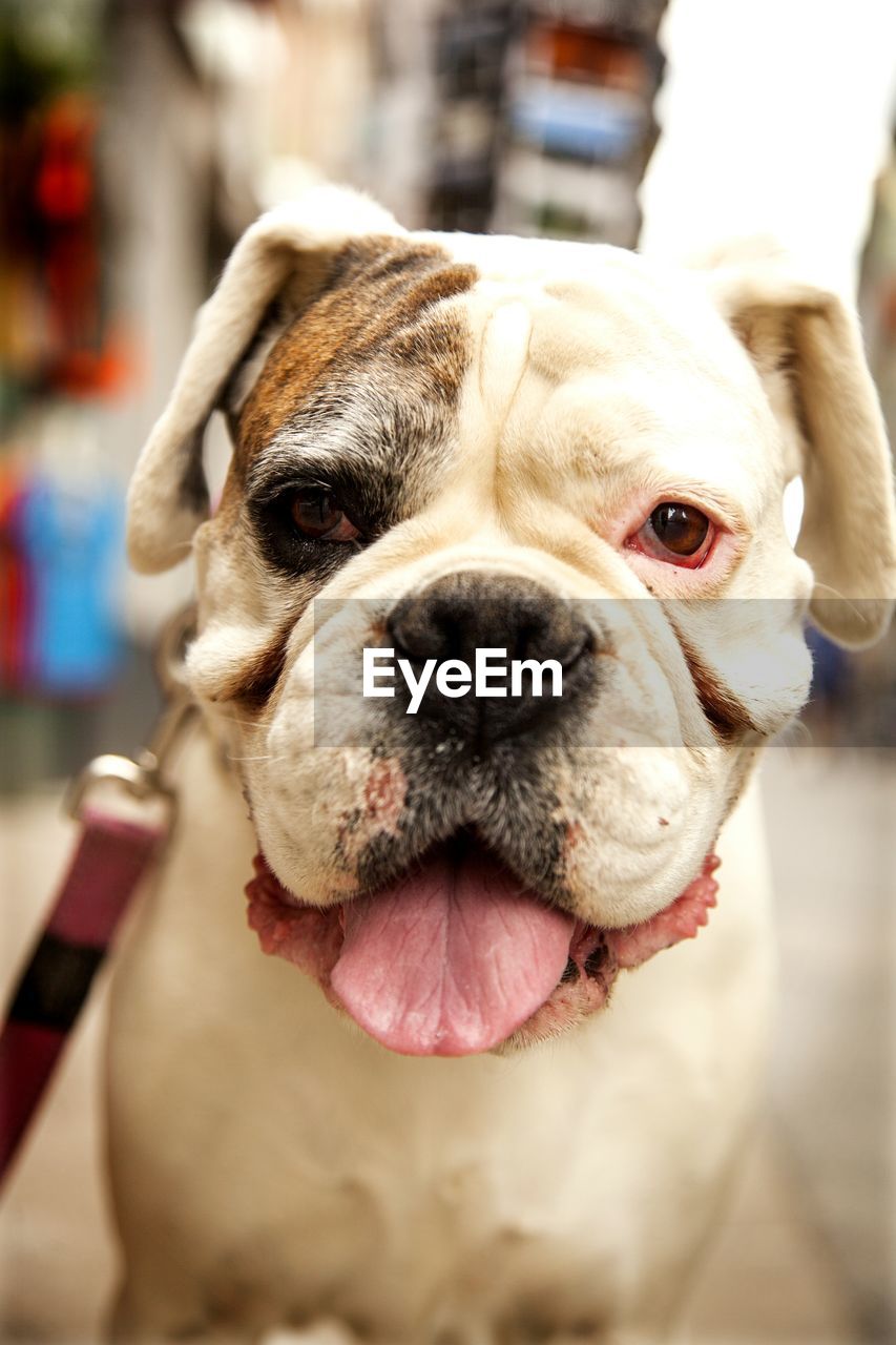 Close-up portrait of english bulldog