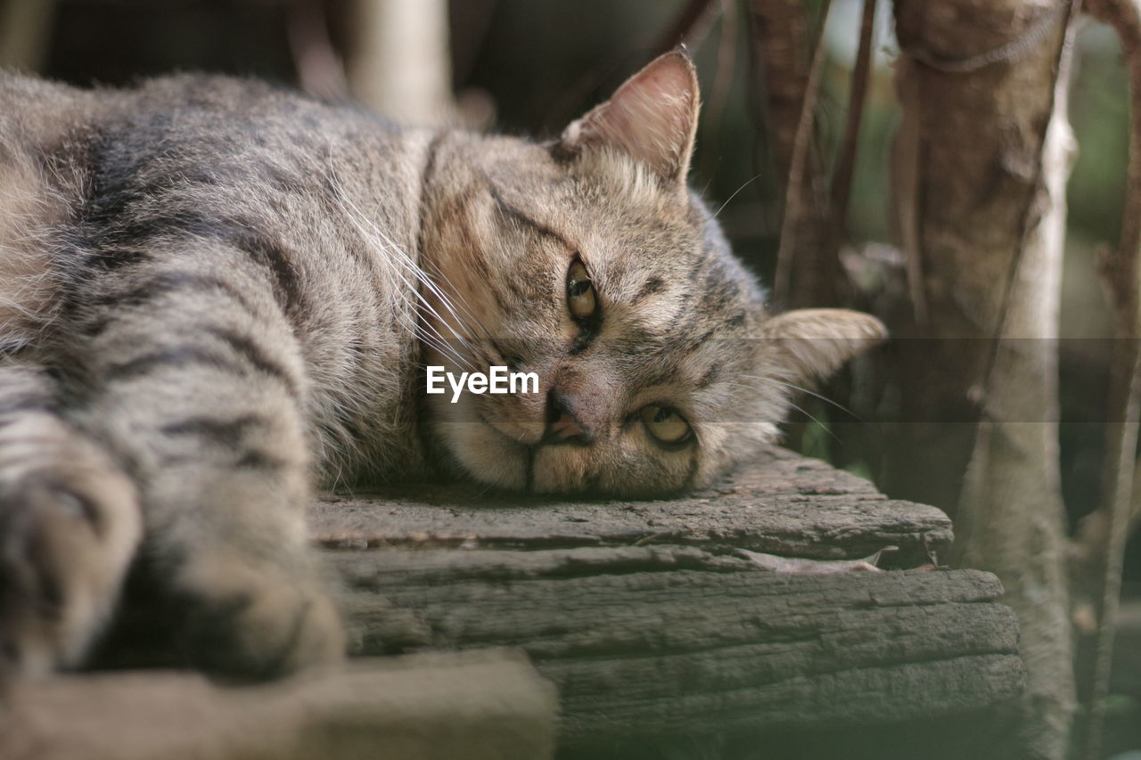 Close-up of a sleeping cat