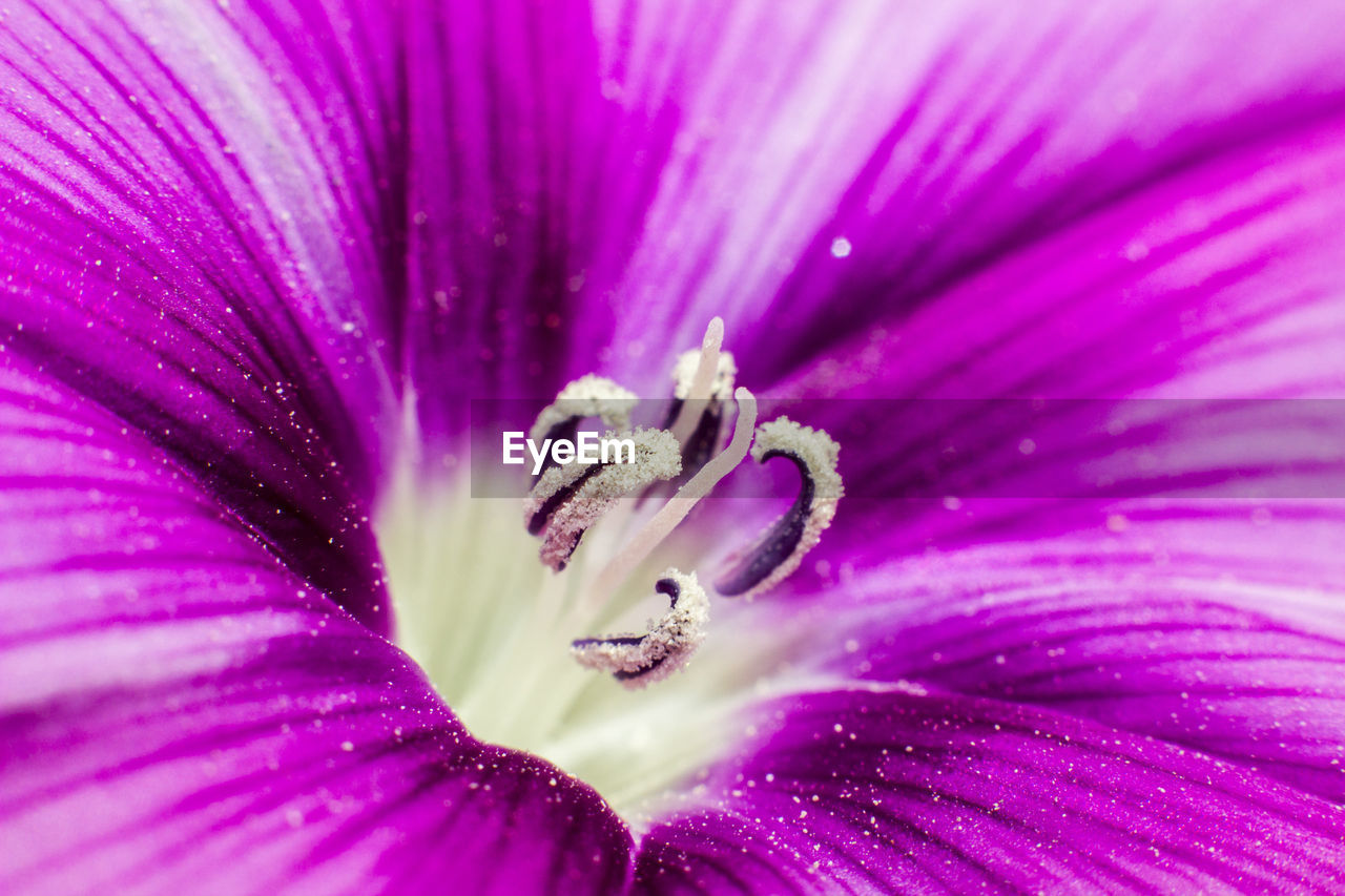 Close up of pink flower