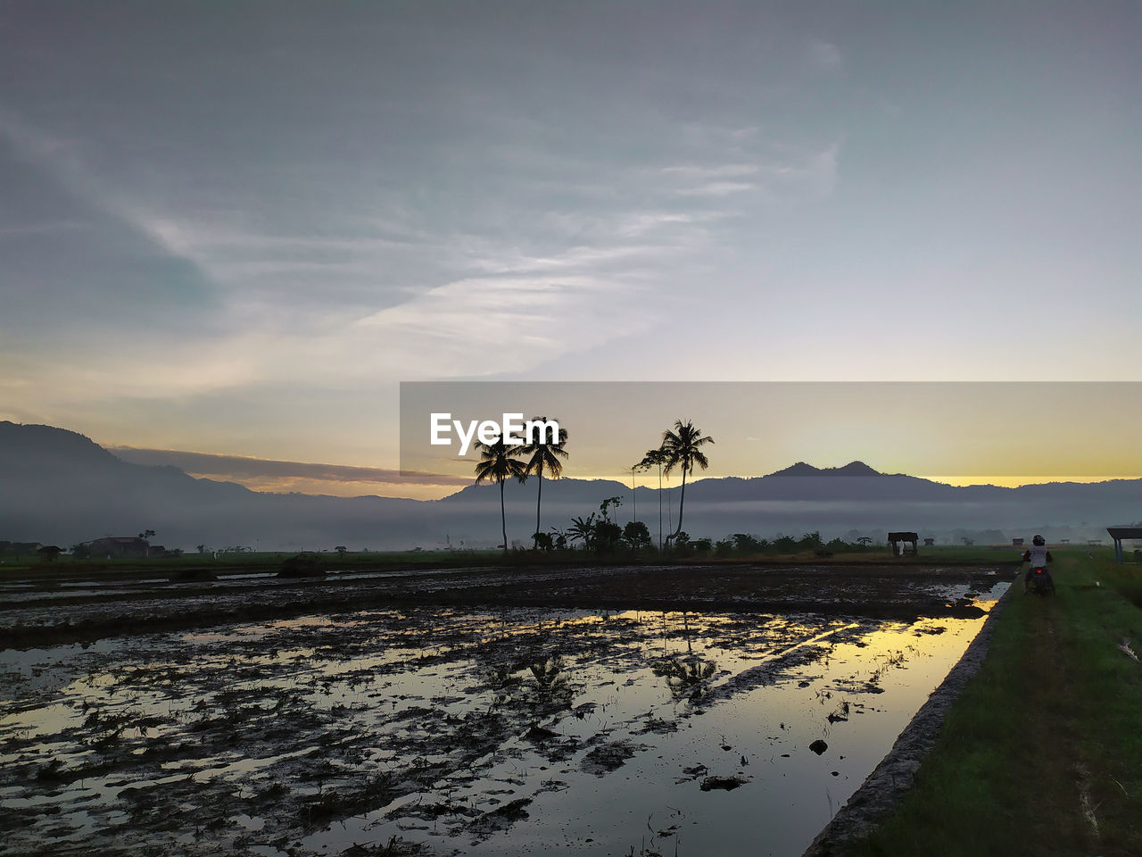 Palm trees on field against sky at sunset