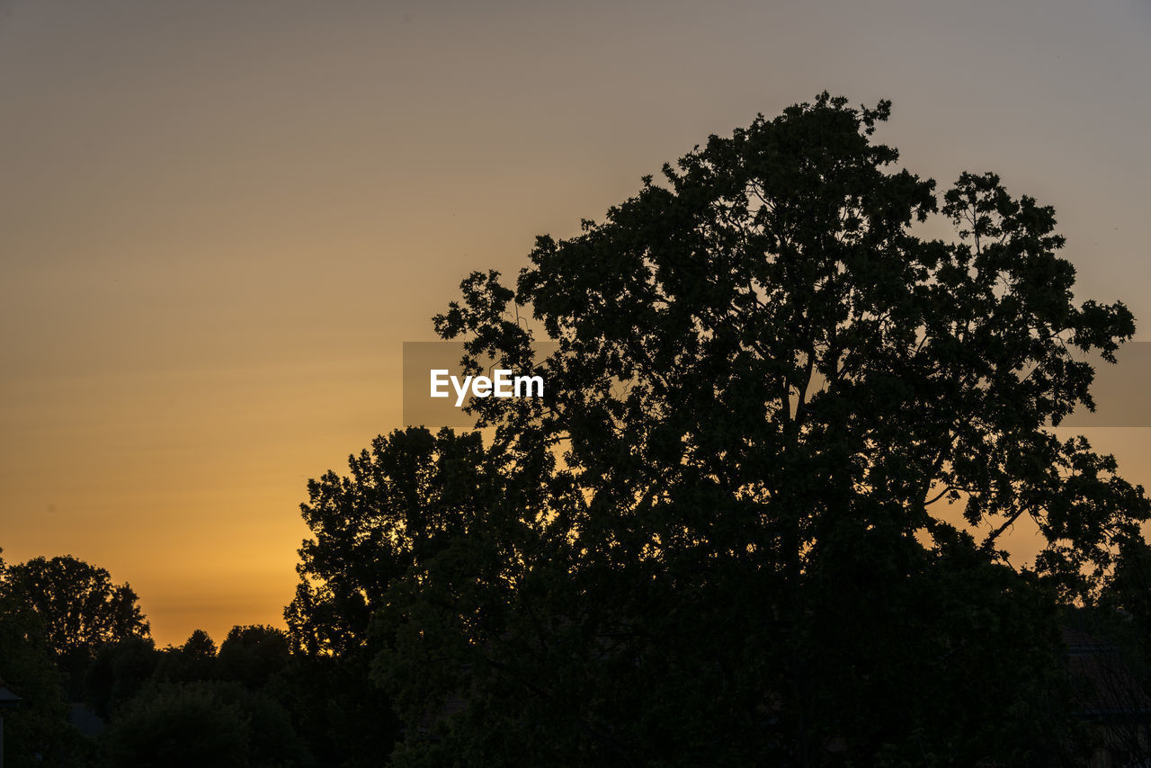 LOW ANGLE VIEW OF SILHOUETTE TREE AGAINST SKY AT SUNSET