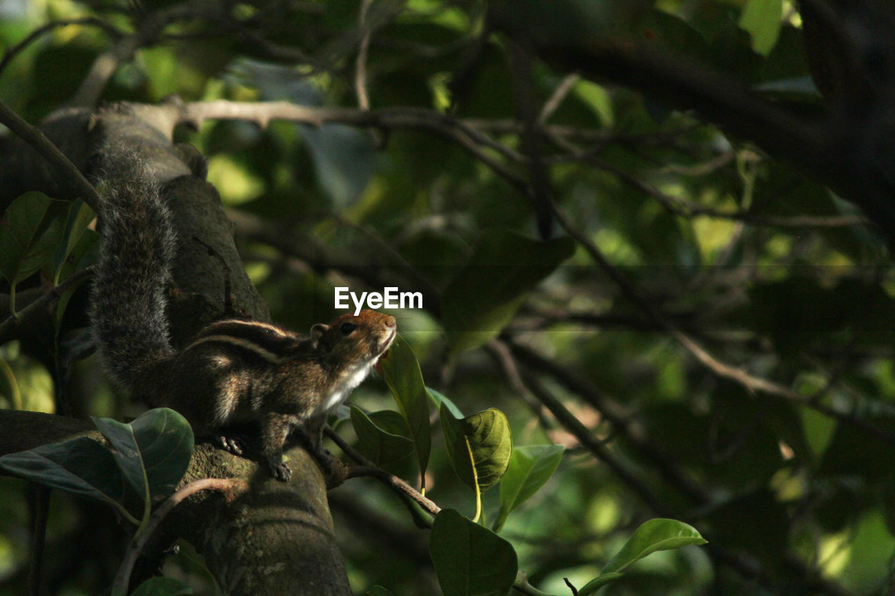 BIRD PERCHING ON TREE