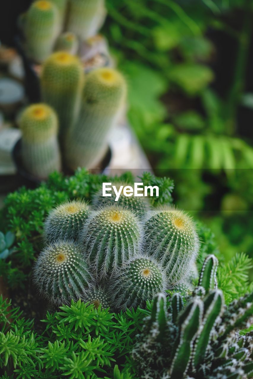 HIGH ANGLE VIEW OF SUCCULENT PLANT IN FIELD