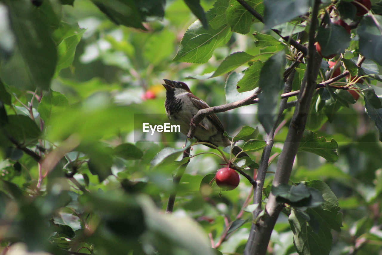 Bird on tree branch