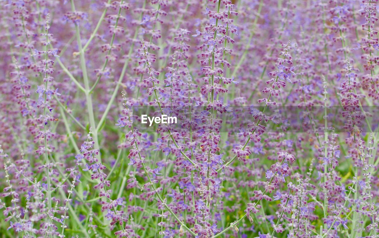 FULL FRAME SHOT OF PURPLE FLOWERS