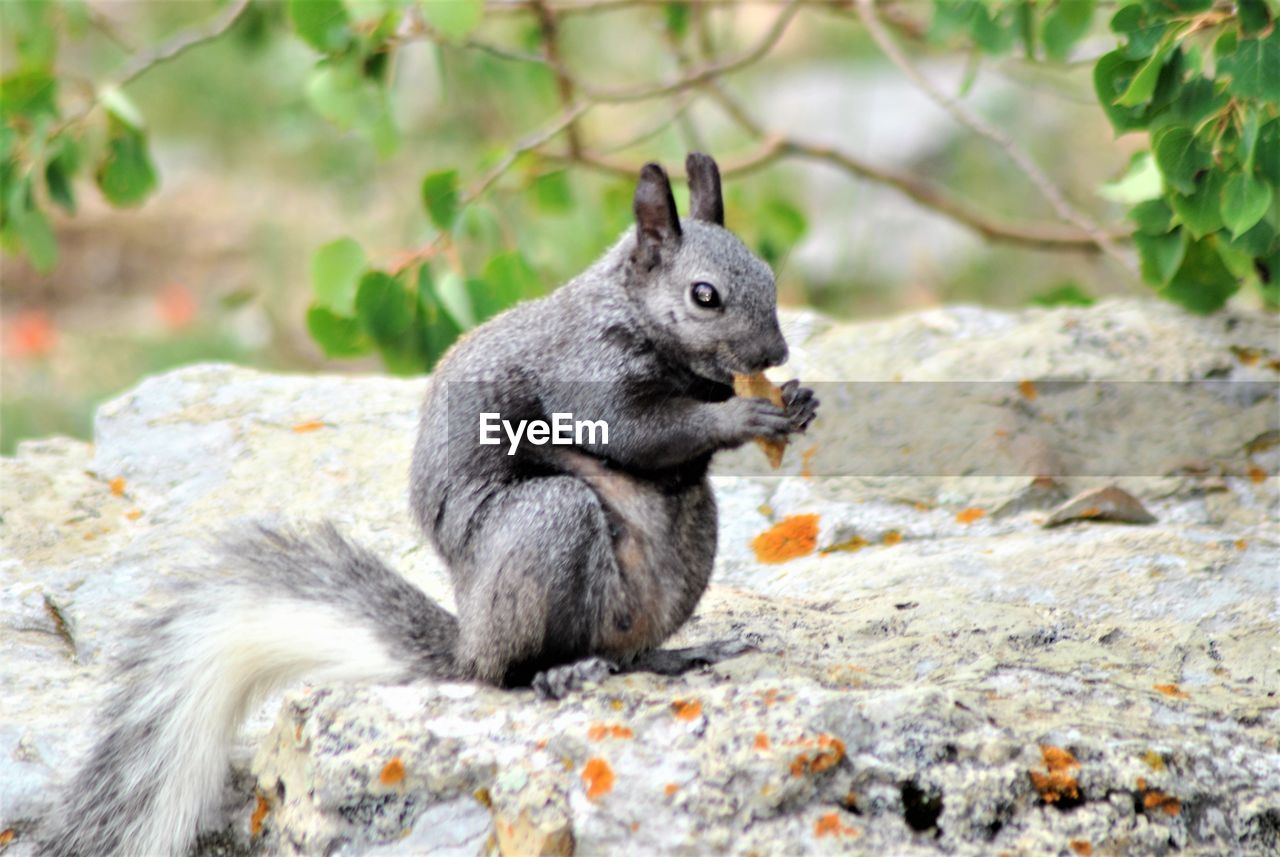 SIDE VIEW OF SQUIRREL EATING ROCK