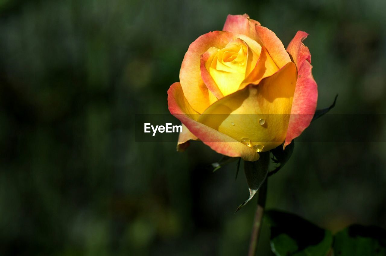 CLOSE-UP OF ROSES