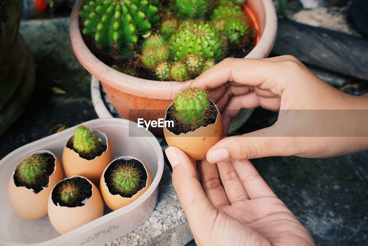 Midsection of person holding potted cactus on the eggshell