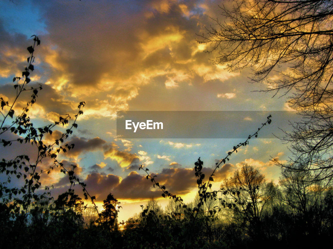 LOW ANGLE VIEW OF SILHOUETTE TREES AGAINST SUNSET SKY