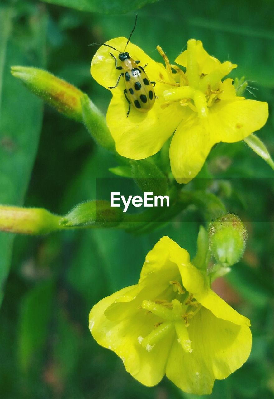 CLOSE-UP OF INSECT ON FLOWER