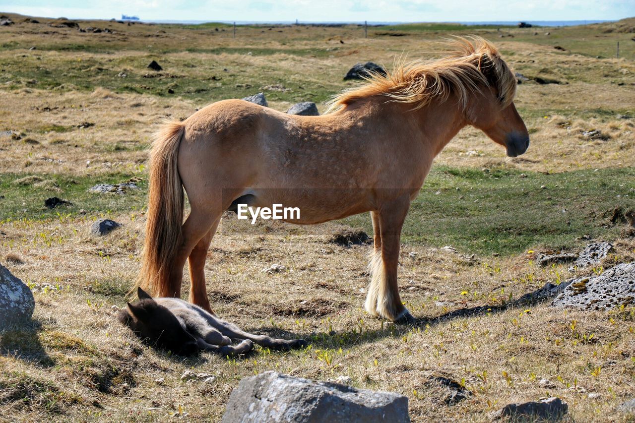 Horse on grassy field