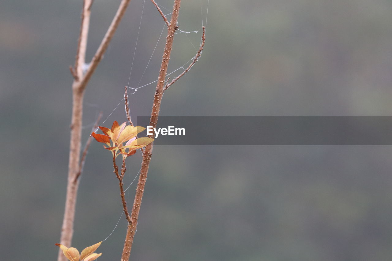 focus on foreground, branch, macro photography, close-up, nature, no people, twig, leaf, animal themes, animal, plant, day, one animal, animal wildlife, outdoors, wildlife, flower, insect, plant stem, spider, beauty in nature, fragility, selective focus, spider web