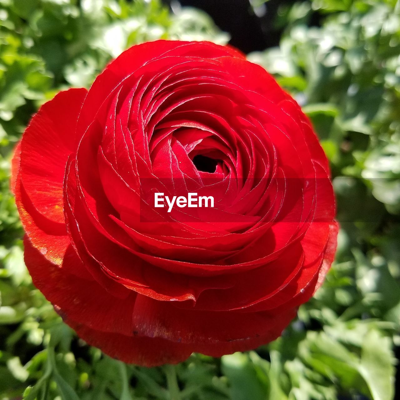 CLOSE-UP OF RED ROSE