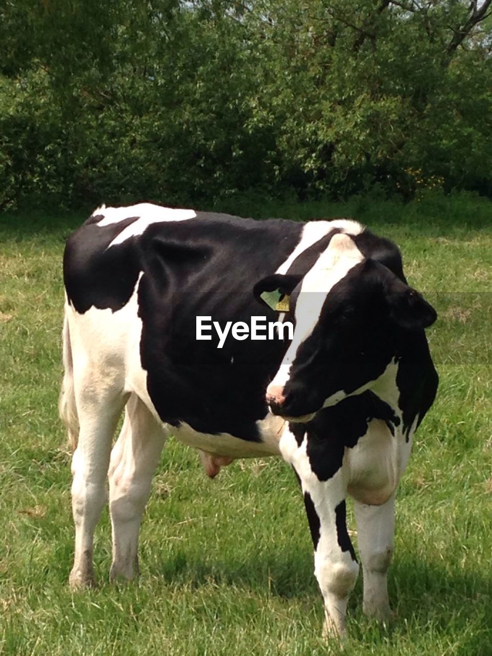 Cows grazing on grassy field