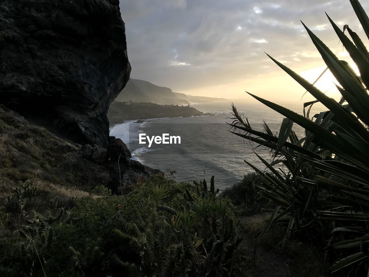 Plants growing on cliff against cloudy sky during sunset