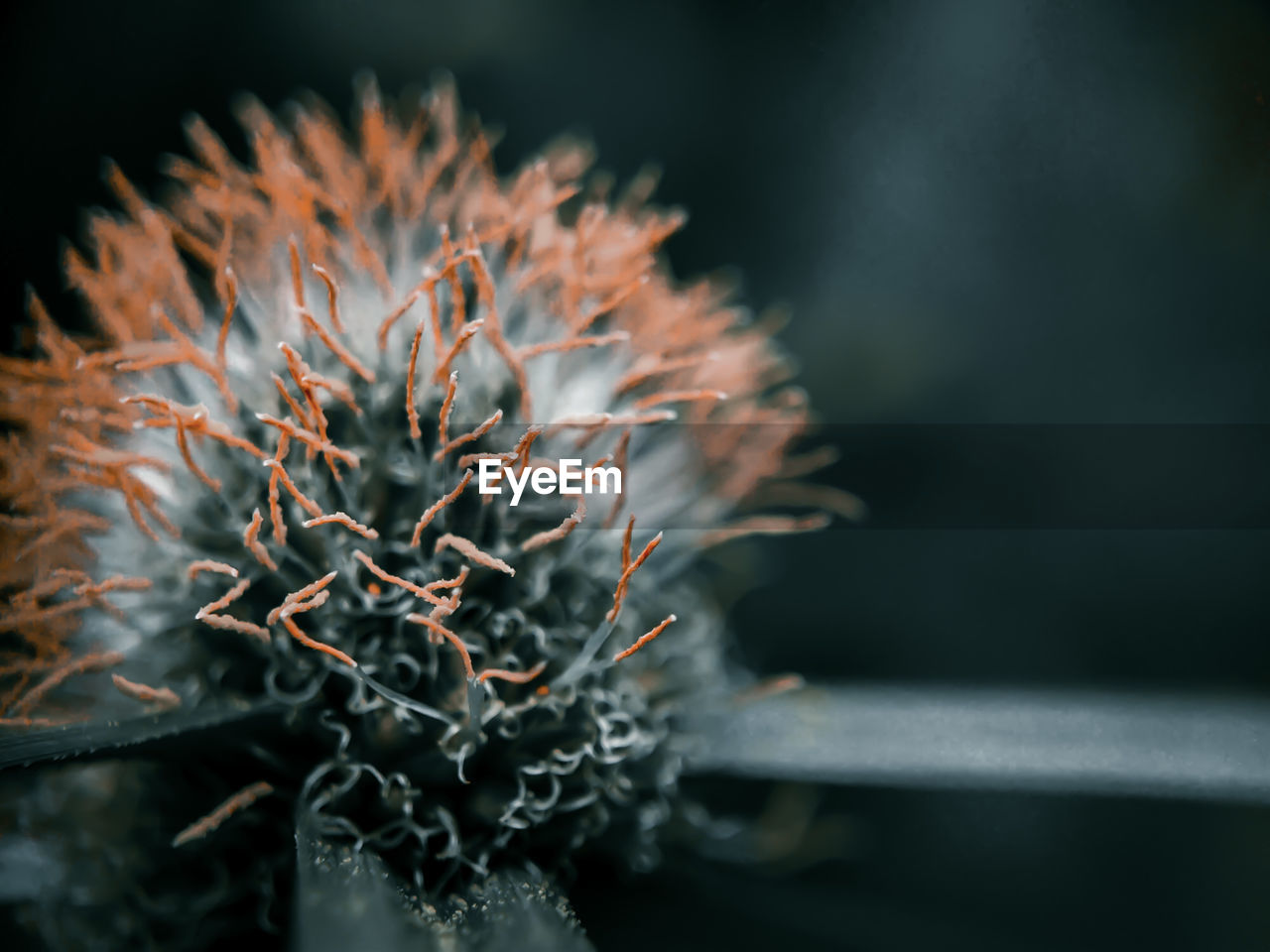 Close-up of wilted plant