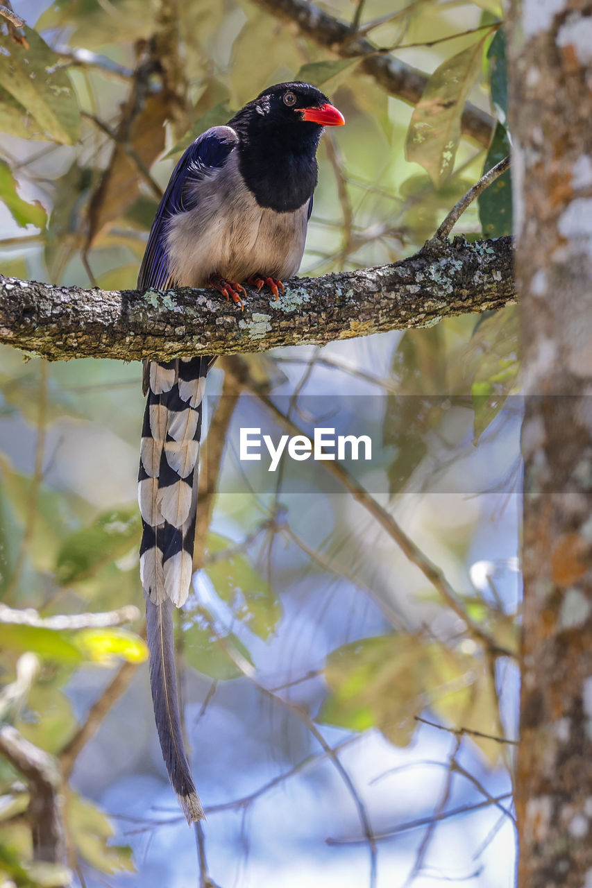 animal, animal themes, animal wildlife, bird, wildlife, tree, branch, one animal, plant, perching, nature, no people, outdoors, beauty in nature, focus on foreground, beak, full length, day