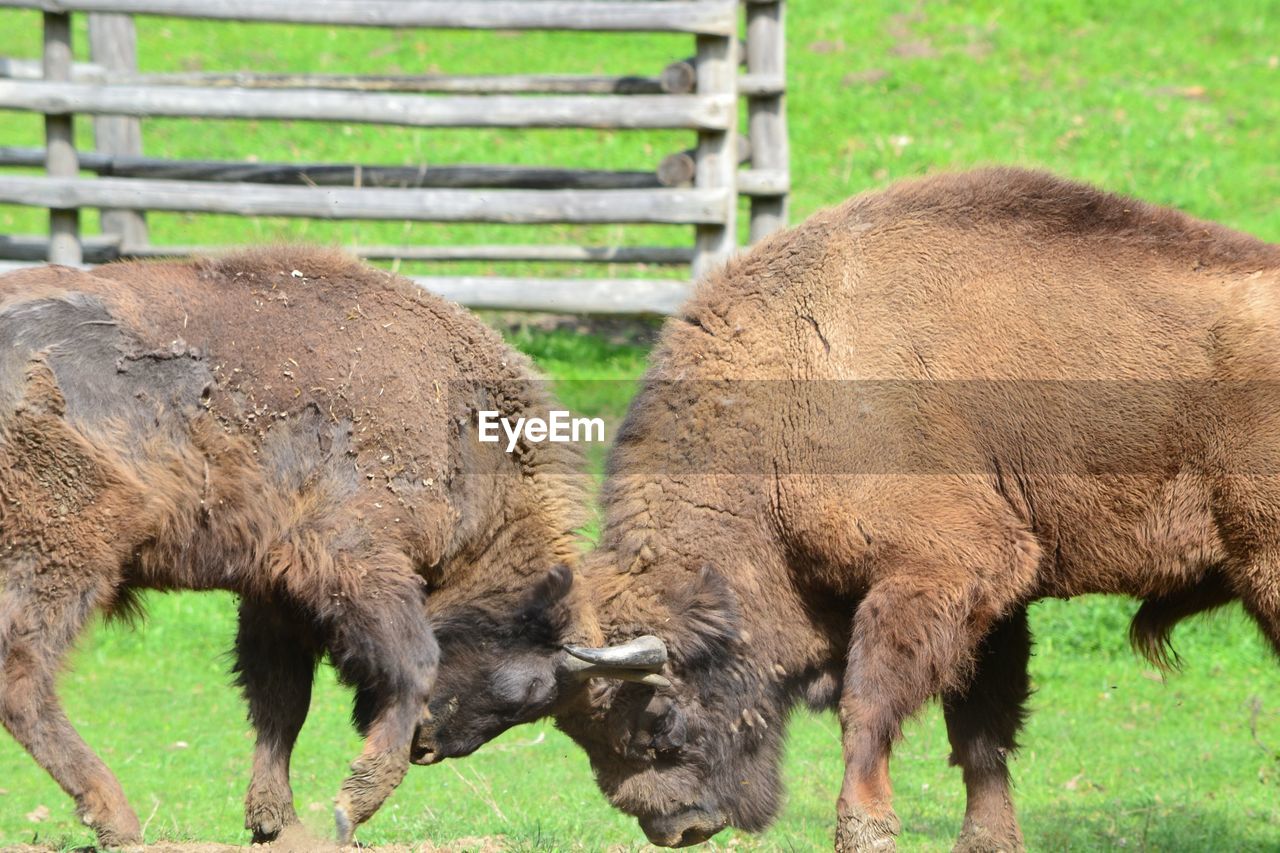 SHEEP GRAZING IN FIELD