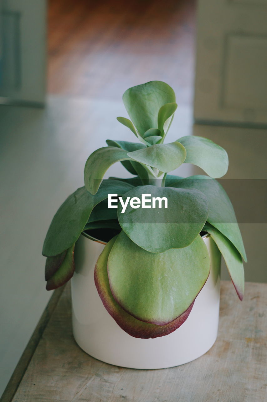 Close-up of succulent plant on table at home