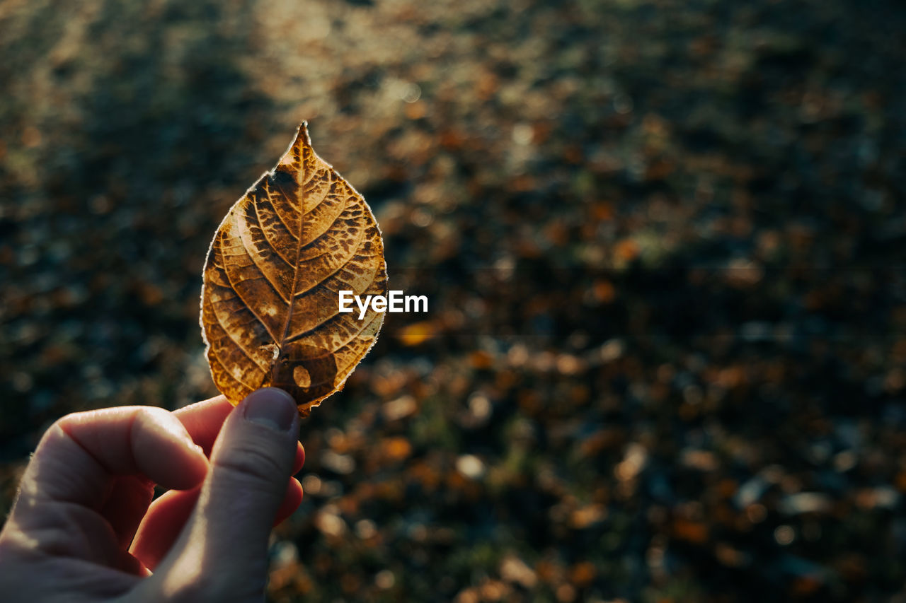 leaf, hand, holding, one person, autumn, macro photography, nature, plant part, focus on foreground, close-up, flower, sunlight, yellow, personal perspective, day, outdoors, finger, lifestyles, leisure activity, tree, dry, food and drink, food
